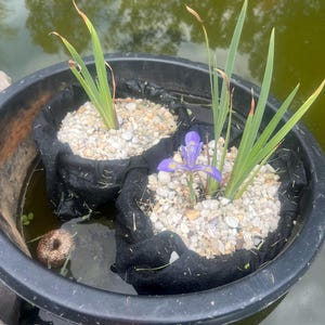 May include: Two black plastic planters floating in water, each containing plants and small stones. One planter features a purple iris flower. The water has a green hue, and the scene is outdoors.