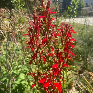 May include: A close-up of vibrant red cardinal flowers in full bloom. The flowers have a tubular shape and are clustered along tall, green stems. The background features lush green foliage and a glimpse of a sunny sky, creating a natural, outdoor scene.