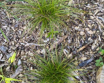 Carex pensylvanica – Pennsylvania Sedge Native Groundcover – Shade Lawn Alternative – Low Maintenance live plant - Perennial