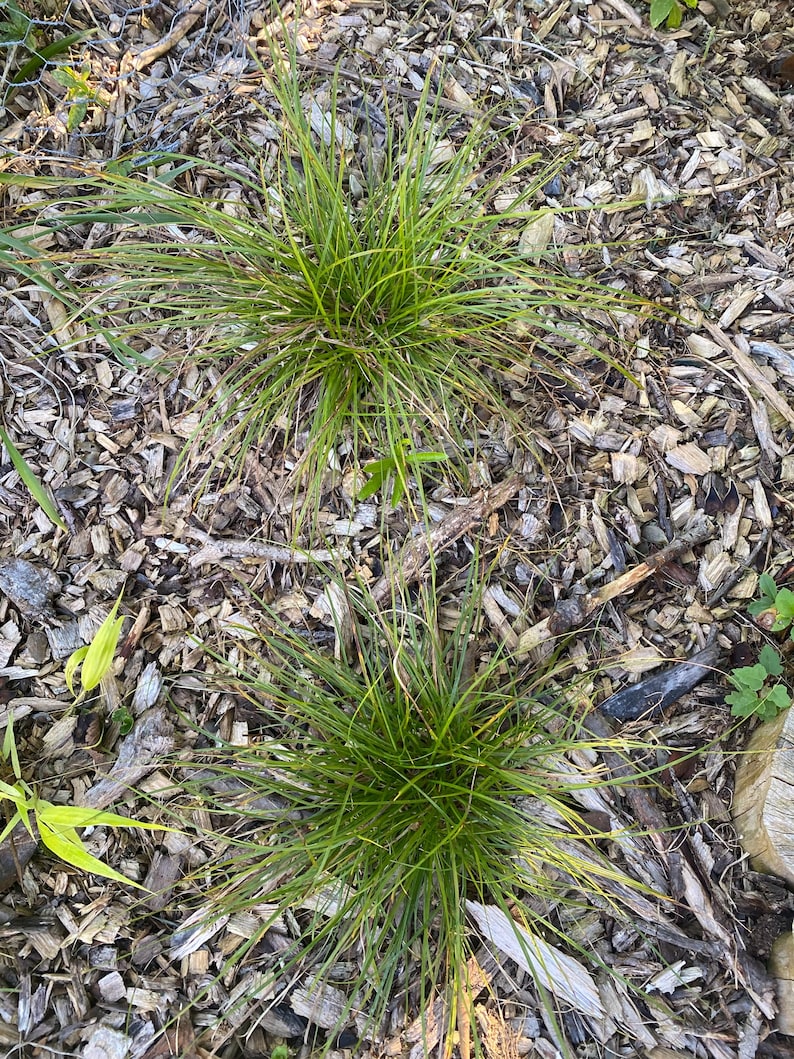 Carex Pensylvanica – Pennsylvania Sedge Native Groundcover – Shade Lawn