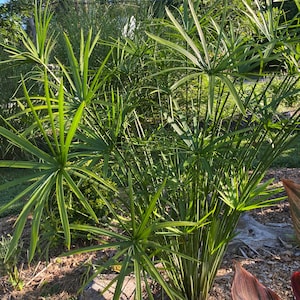 May include: A lush, green papyrus plant with long, slender stems and umbrella-like clusters of leaves. The plant is surrounded by other greenery, including tall grasses and other plants. The image is taken outdoors in natural light.