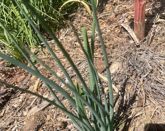 Egyptian Walking Onions: Hardy Perennial Heirloom Variety