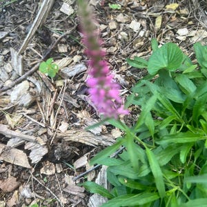 May include: A close-up shot of a vibrant pink flower spike, surrounded by lush green foliage. The flower's delicate petals are in sharp focus, contrasting with the blurred background of wood chips and other greenery. The image captures the beauty of nature.