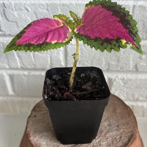 May include: A small coleus plant with vibrant magenta and green serrated leaves growing from a single light green stem. The plant is potted in a square black plastic container filled with dark potting soil, showing visible texture and moisture.