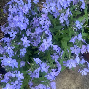 Wild Blue Phlox: Fragrant Native Perennial - Pollinator Friendly