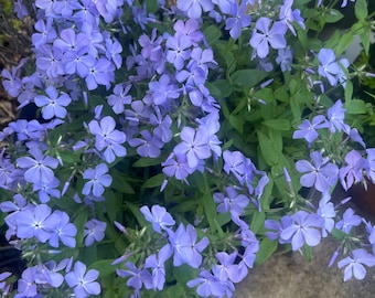 Wild Blue Phlox: Fragrant Native Perennial - Pollinator Friendly
