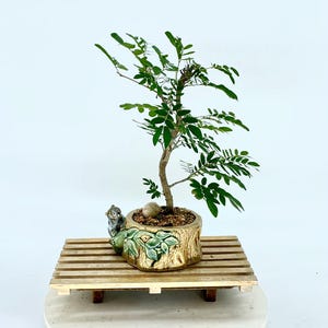 May include: A small green bonsai tree in a ceramic pot with a squirrel figurine. The pot is decorated with green leaves and a brown tree trunk. The bonsai is on a wooden stand.