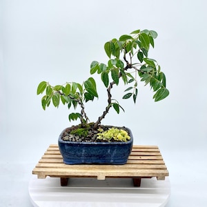 May include: A bonsai tree with green leaves and a twisted trunk is planted in a dark blue rectangular pot. The pot sits on a small wooden pallet, displayed against a white background. The bonsai is a miniature tree.