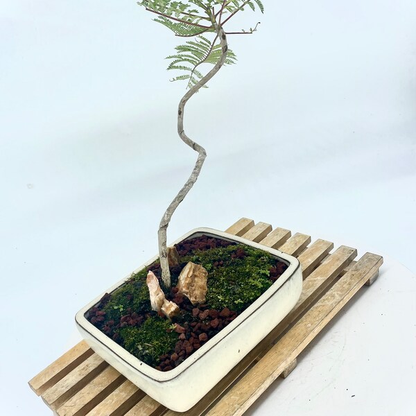 Jacaranda bonsai tree, "Winter showcase" collection from Samurai Bonsai, showy purple bloom and small-scale foliage