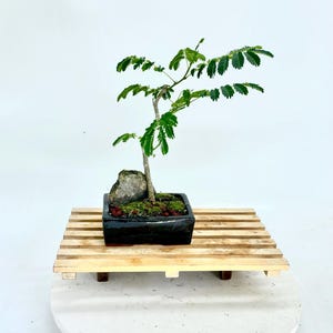 Persian Mimosa BONSAI Tree "better Oxygen" Collection From Samurai Bonsai -  Etsy