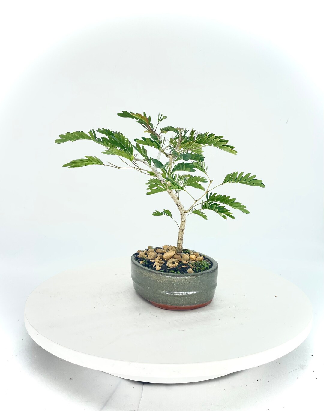 Surinamese Stick Pea Powder Puff Bonsai Tree, winter Showcase