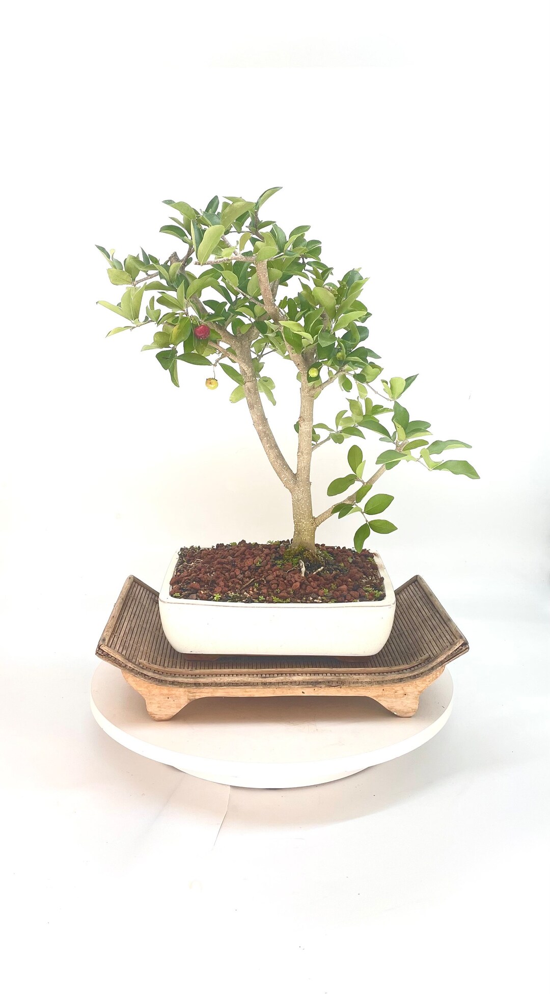 Barbados Cherry Bonsai Tree, winter Showcase Collection From Samurai
