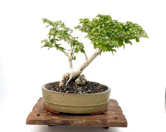 Shohin Parrots Beak Bonsai Tree Gmelina Philensis Rare Flowering Bonsai Mini Bonsai Live Indoor Outdoor Bonsai Tree