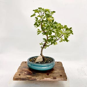 May include: A bonsai tree with vibrant green leaves and a brown trunk is planted in a turquoise ceramic pot. The pot sits on a rustic, weathered wooden platform. The bonsai is a miniature tree, a form of living art.