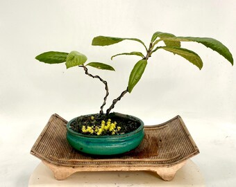 Dwarf Thai Mango Bonsai Tree, "symbol of Goodness" Collection From Rare and  Exotic Bonsai - Etsy