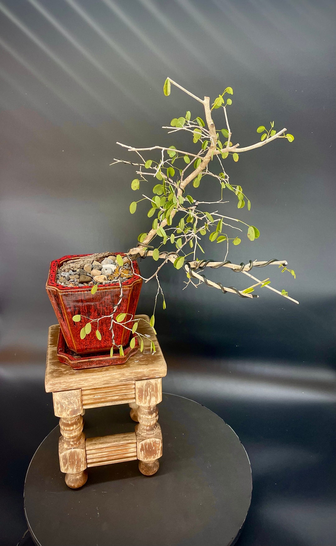 Nump Tree Dwarf Hong Kong Orchid Bonsai Tree, inner Feeling From Samurai Bonsai ...