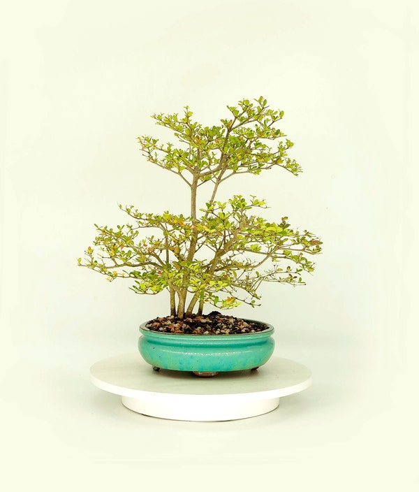 Bonsai Dwarf Weeping Willow Tree Cutting Excellent Bonsai Etsy