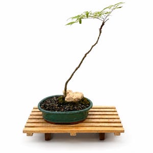 May include: A slender bonsai tree with thin branches and green leaves, planted in a dark green oval ceramic pot filled with dark soil and small stones. A light-colored rock sits at the base of the trunk. The pot rests on a wooden slatted stand.