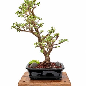 May include: A jade bonsai tree with thick, woody branches and small, rounded green leaves. The tree is planted in a rectangular, glossy black ceramic pot filled with reddish-brown soil, two smooth gray stones, and a small patch of moss.