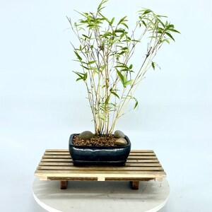 Fern Bamboo Bonsai Forest, "green Thumb" Collection From Samurai Bonsai -  Etsy