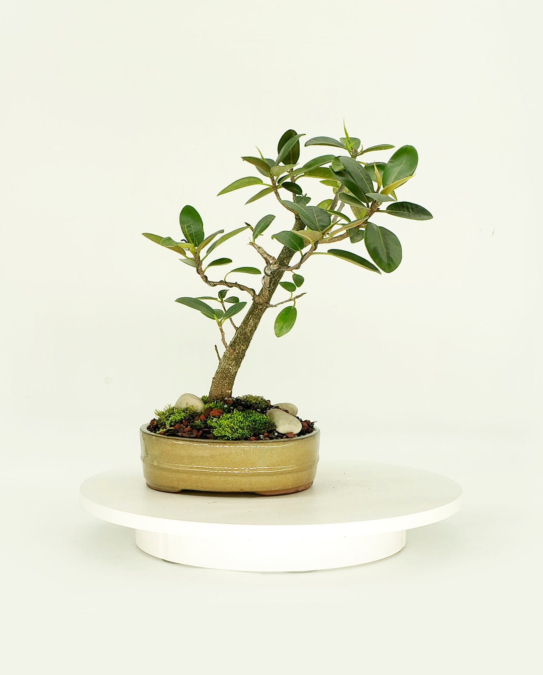 Port Jackson Fig Bonsai Tree, air Freshener Collection From Samurai Bonsai, Rare Strangler Fig