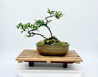 Dwarf Fragrant Gardenia Bonsai Tree, "originally Unique" Collection From  Rare and Exotic Bonsai - Etsy