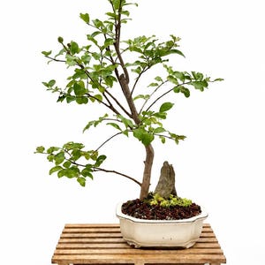 May include: A bonsai tree with green leaves and a brown trunk planted in a white ceramic pot. The pot contains dark red soil, a small rock, and light green ground cover. The pot rests on a rectangular wooden slatted stand.