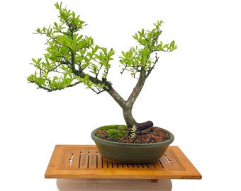 Japanese Snowbell {styrax Japonica} Showy Ornamental | Bonsai | 20 Seeds  Free US Shipping! - Etsy