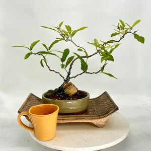 Southern Live Oak Bonsai Tree, "home Therapy" From Samurai Bonsai - Etsy