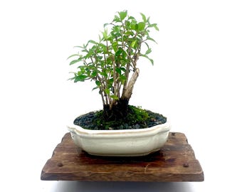 Rare Japanese Deutzia Yuki Cherry Bonsai Tree Pink White Bloom Flowering Bonsai Indoor Outdoor Styled Specimen