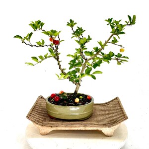 Barbados Cherry bonsai tree, &quot;Summer showcase&quot; collection from Samurai Bonsai