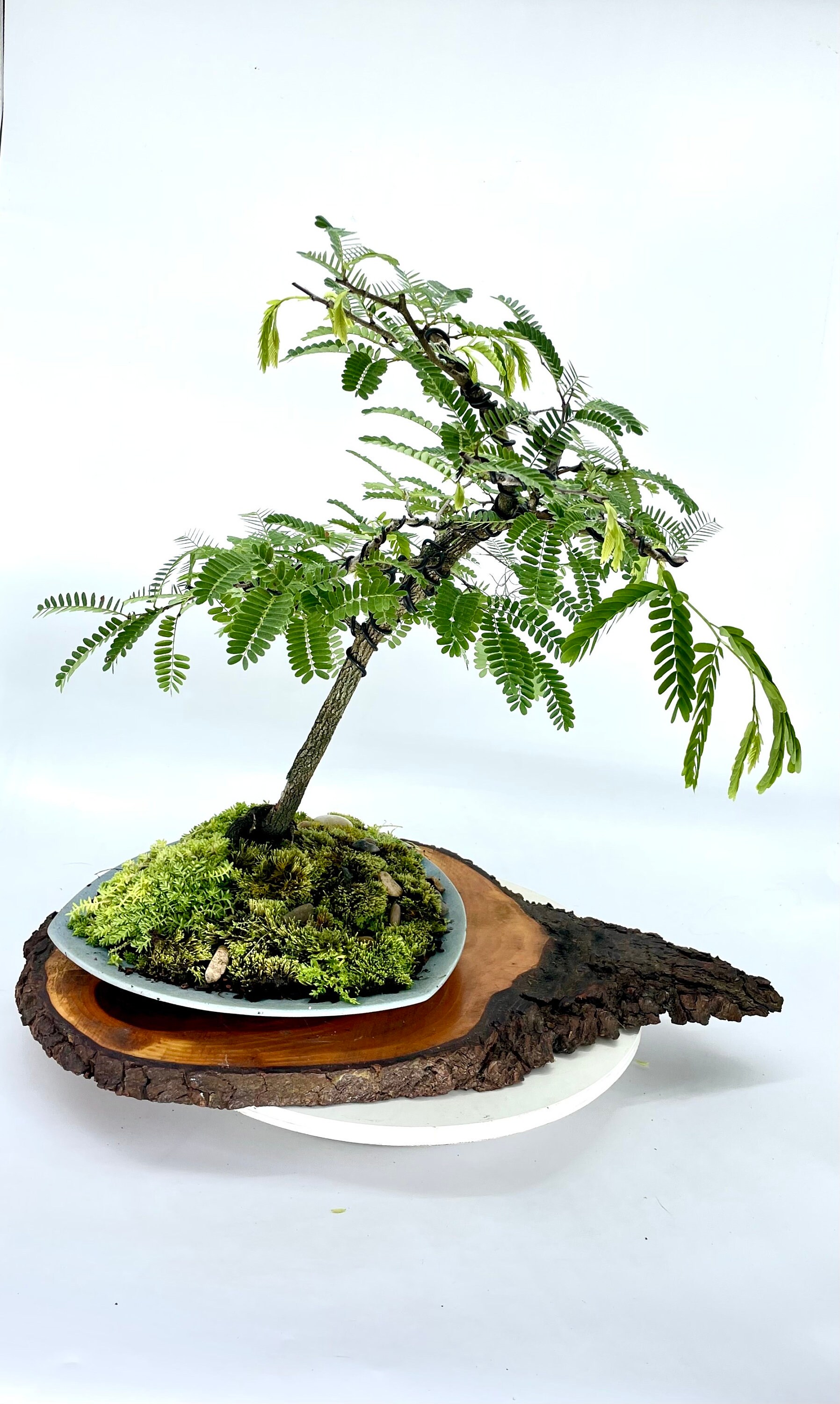 Tamarind Bonsai Tree, "asian Wonder" Collection From Samurai Bonsai - Etsy  Israel