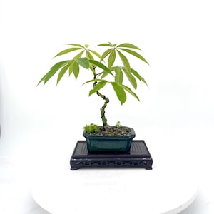 bambus blue Rare Exotic Blue Bamboo Seeds,Indoor Bonsai - Bamboo Seeds
