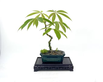 Shohin Silk Floss Tree Bonsai Ceiba Speciosa Orchid Like Bloom Flowering Bonsai Rare Tropical Bonsai Live Mini Tree