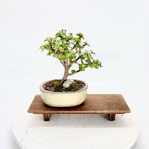 Bonsaï nain en jade, collection « Thérapie à domicile » de Samurai Bonsai