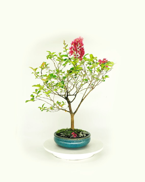 Indian Lilac Bonsai Tree Care: Essential Tips for Thriving Growth
