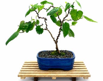 Rare Dwarf Red Mulberry Bonsai Tree: Fruiting Miniature Live Plant in Glazed Pot