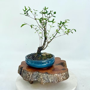 Persian Pomegranate bonsai tree, &quot;Mind engaged&quot; from SamuraiBonsai