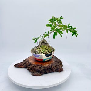 Vietnamese Blue Bell Bonsai - Etsy