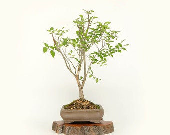 Siberian Elm bonsai tree, "Dreams of peace" collection from Samurai Bonsai