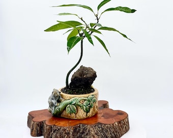 Rare Thai Mango Bonsai Tree Yellow Sweet Mango Bonsai Handmade Styled Tree Exotic Indoor Tropical Bonsai Live Plant