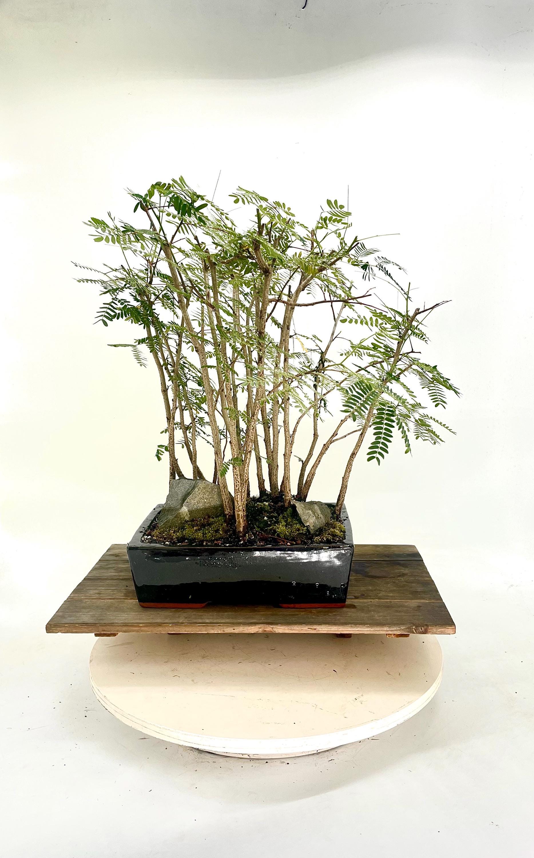 River tamarind Landscape composition "Leo's Magic" collection from Samurai Bonsai
