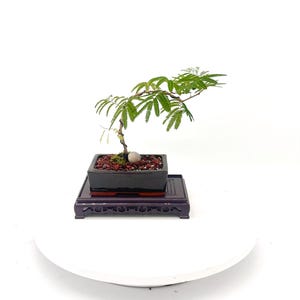 May include: A small bonsai tree with green leaves and a curved trunk is planted in a black rectangular pot. The pot sits on a dark purple wooden stand. The bonsai is set against a white background.