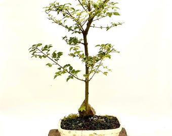Ligustrum Chinensis Bonsai Tree: Chinese Privet in Glazed Pot - Etsy