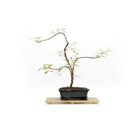 Australian Rainbow Eucalyptus Bonsai Tree wake up the Etsy