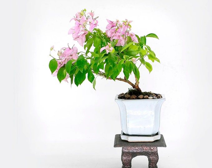 Bougainvillea Bonsai Tree sendittome Collection From Samurai Bonsai
