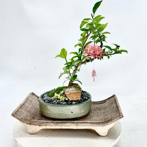 Rare Japanese Lantern Hibiscus Bonsai Tree "natural Maneuver" Collection  From Samurai Bonsai - Etsy