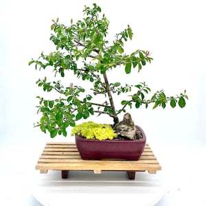 May include: A bonsai tree with vibrant green leaves and small red buds, planted in a burgundy rectangular pot. The pot sits on a wooden slatted stand. The tree has a small rock and yellow-green moss.