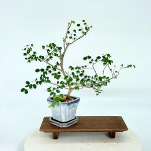Dwarf Hong Kong Orchid Bonsai Tree, "inner Feeling" From Samurai Bonsai,  Get Exactly the Tree You See in This Listing. - Etsy