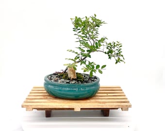 SamuraiBonsai - Etsy